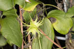 Netleaf leather flower